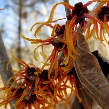 Hamamelis x intermedia 'Jelena' (021375)