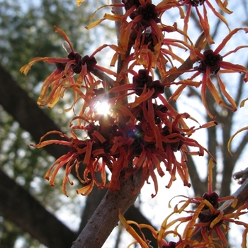 Hamamelis x intermedia 'Jelena' (021376)