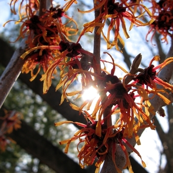 Hamamelis x intermedia 'Jelena' (021378)