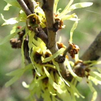 Hamamelis x intermedia 'Arnold's Promise' (021380)