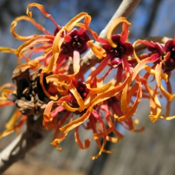 Hamamelis x intermedia 'Jelena' (021381)