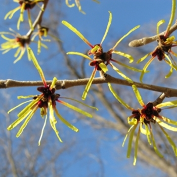 Hamamelis mollis 'Imperialis' (021384)