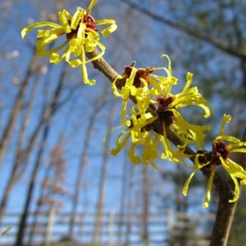 Hamamelis mollis 'Wisley Supreme' (021388)