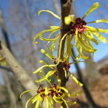 Hamamelis mollis 'Wisley Supreme' (021389)