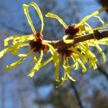 Hamamelis mollis 'Wisley Supreme' (021390)