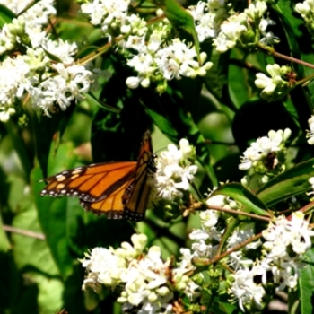 Heptacodium miconioides '' (021392)