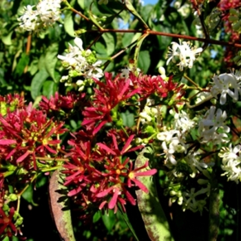 Heptacodium miconioides '' (021393)