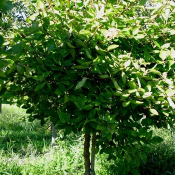 Hydrangea paniculata 'Grandiflora' (021417)