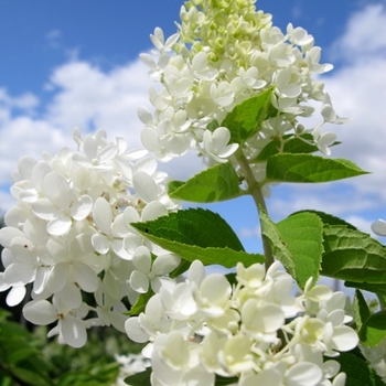 Hydrangea paniculata 'Grandiflora' (021419)