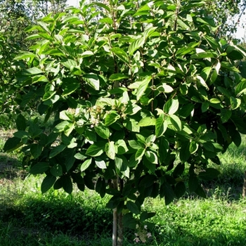 Hydrangea paniculata 'Tardiva' (021420)