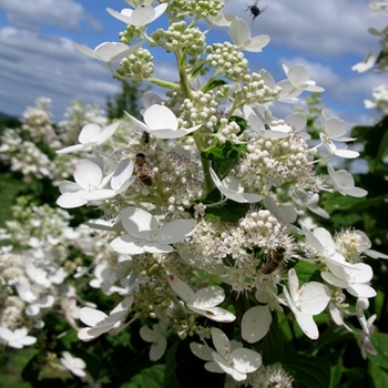 Hydrangea paniculata 'Tardiva' (021424)