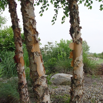 Betula nigra 'Heritage®' (021431)