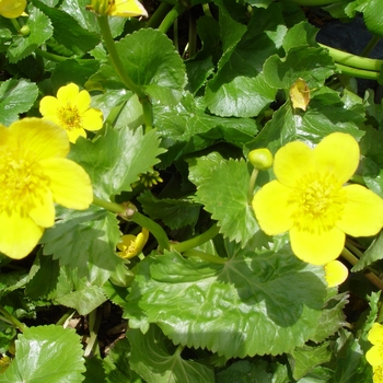 Caltha palustris '' (021438)