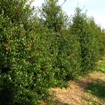 Ilex x attenuata 'Fosteri' (021457)