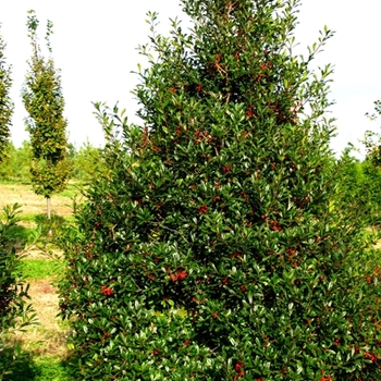 Ilex x attenuata 'Fosteri' (021458)