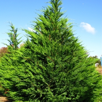 Cupressocyparis leylandii '' (021460)