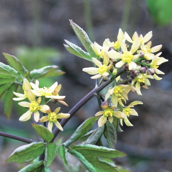 Caulophyllum thalictroides '' (021464)