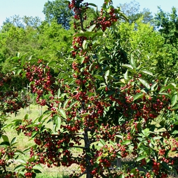 Malus sargentii '' (021528)