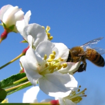 Malus sargentii '' (021537)