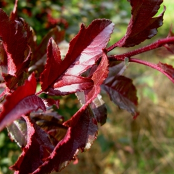 Malus 'Royal Raindrops®' (021539)