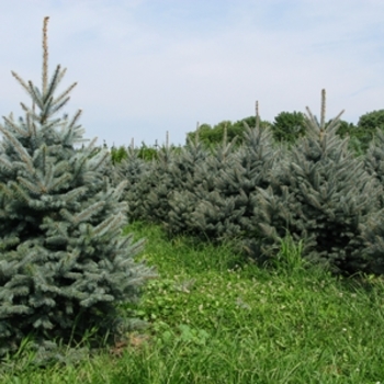 Picea pungens 'Fat Albert' (021549)