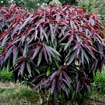 Prunus persica 'Bonfire' (021554)