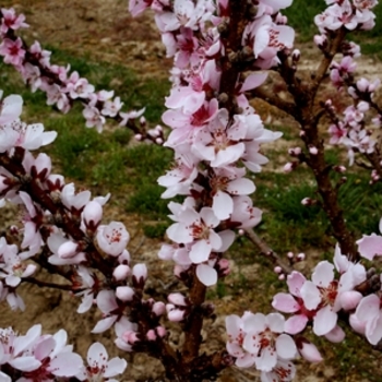 Prunus persica 'Bonfire' (021555)