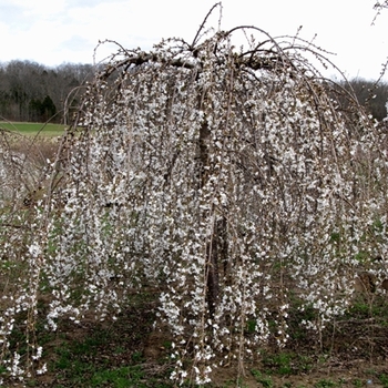 Prunus 'Snow Fountains®' (021559)