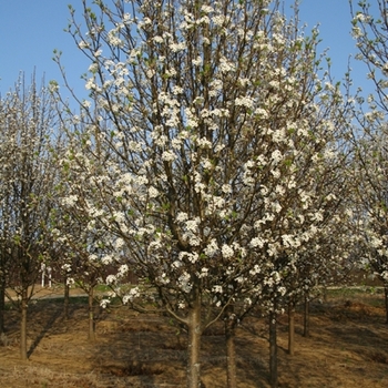 Pyrus calleryana 'Bradford' (021563)