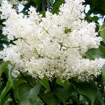 Syringa reticulata 'Ivory Silk' (021568)