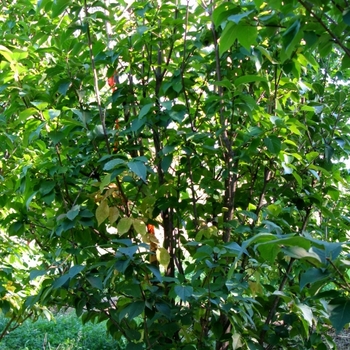 Syringa reticulata 'Ivory Silk' (021569)