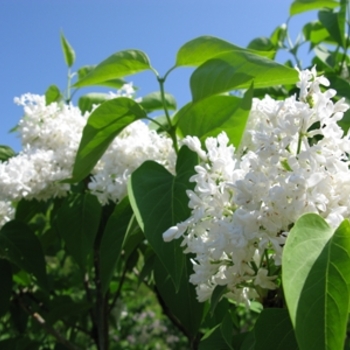 Syringa reticulata 'Ivory Silk' (021570)