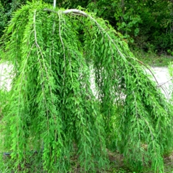 Taxodium distichum 'Cascade Falls' (021572)