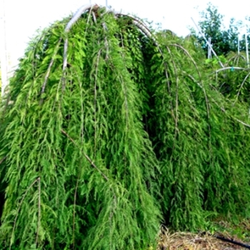 Taxodium distichum 'Cascade Falls' (021574)