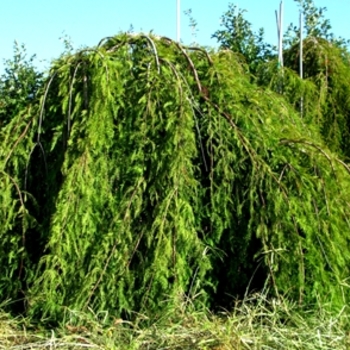 Taxodium distichum 'Cascade Falls' (021575)