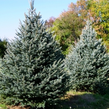 Picea pungens 'Fat Albert' (021581)