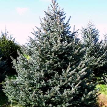 Picea pungens 'Fat Albert' (021582)