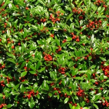 Ilex x attenuata 'Fosteri' (021583)