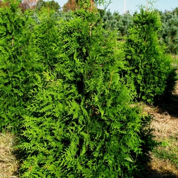 Thuja 'Green Giant' (021585)