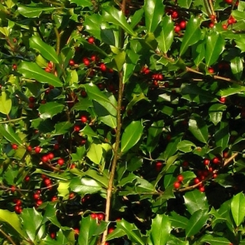 Ilex opaca 'Greenleaf' (021588)