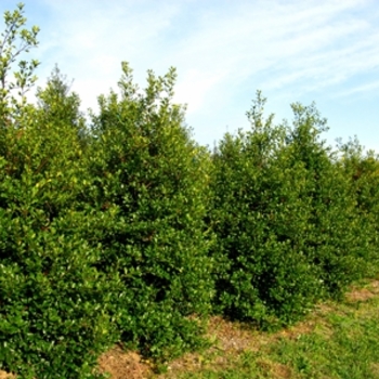 Ilex opaca 'Greenleaf' (021590)