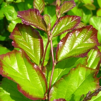 Parrotia persica '' (021596)