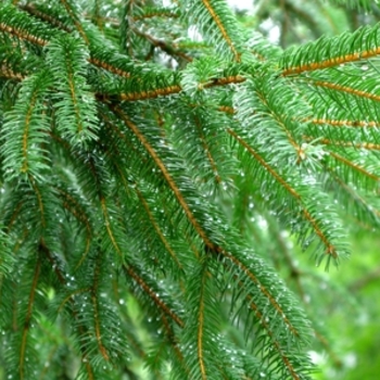 Picea abies '' (021601)