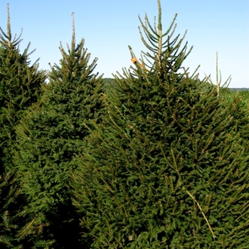 Picea abies '' (021603)