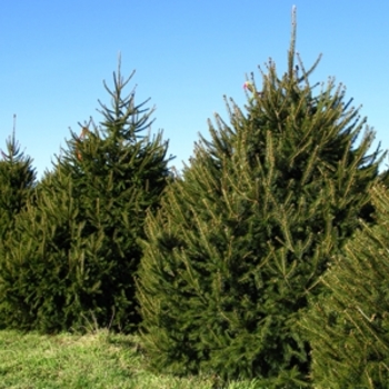 Picea abies '' (021604)