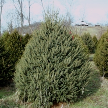 Picea glauca '' (021609)