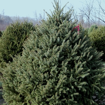 Picea glauca '' (021610)