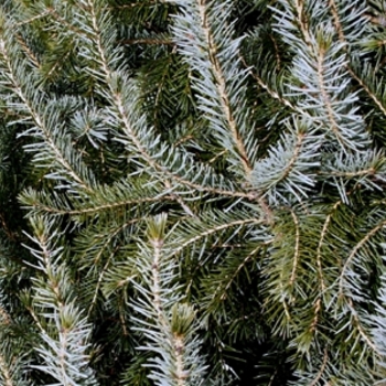 Picea omorika '' (021612)