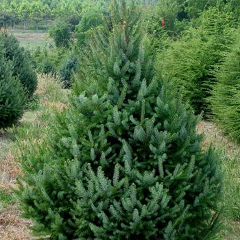 Picea omorika '' (021613)