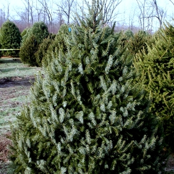 Picea omorika '' (021614)